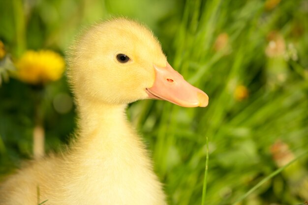 Small duckling