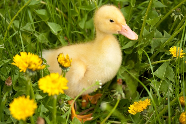 Small duckling