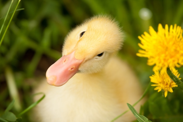 Photo small duckling