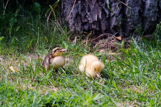 Small ducklings eating on the lawn Selective focus