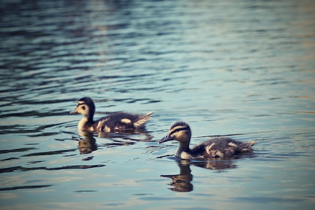 写真 池の小さなアヒルfledglingsマガモanasplatyrhynchos