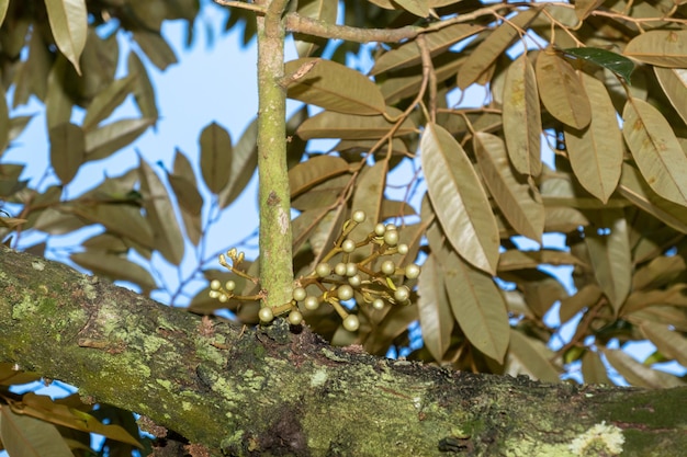 Photo small durian flowers