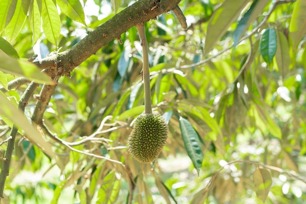 Un piccolo durian che sta per diventare il re dei frutti della thailandia.