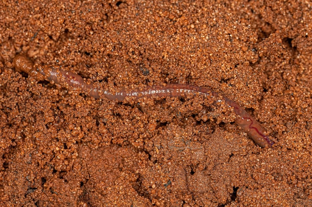 Small Earthworm Arthropod