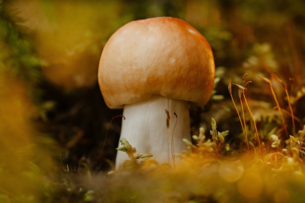 Небольшой съедобный гриб на зеленом мхе и траве в солнечном летнем лесу макро красный гриб
