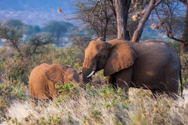 Small elephants family. Kenya, Africa