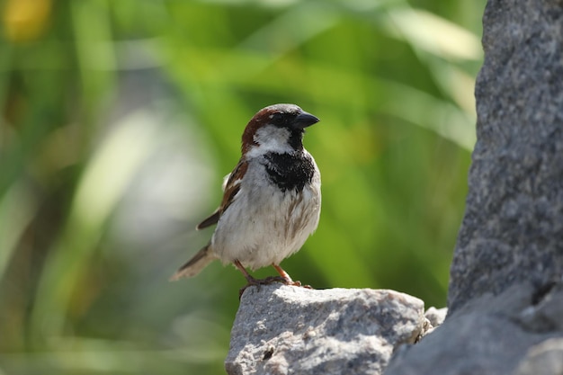 small eurasian tree sparrow in the garden