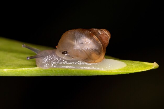 Infraclass Euthyneura의 작은 Euthyneuran Gastropod