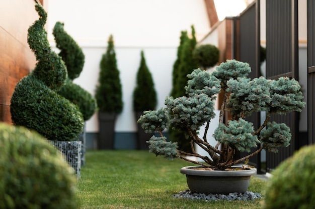 Small evergreen tree with topiary greenery in a garden