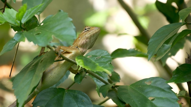Маленькая экзотическая ящерица-кровосос сидит посреди пышной зеленой листвы