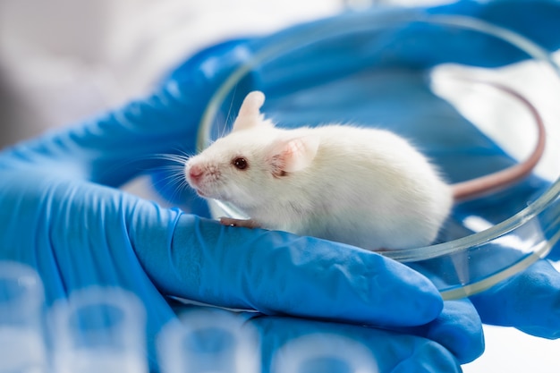 Small experimental mouse is on the laboratory researcher\'s\
hand