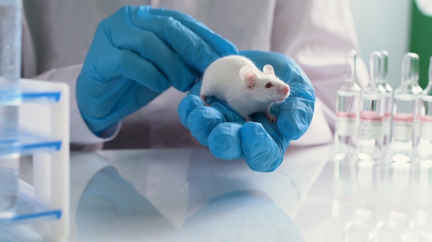 Small experimental mouse is on the laboratory researcher's hand