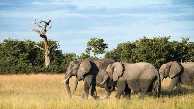 Small family group of elephants walking through grassland