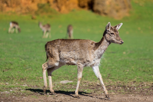 Small fawn in its natural environment