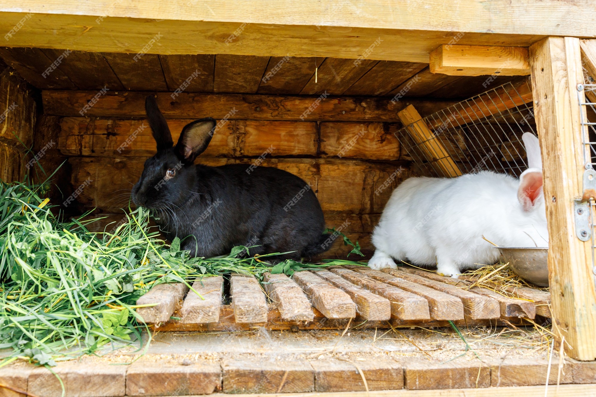 Premium Photo | Small feeding white and black rabbits chewing grass in  rabbit-hutch on animal farm, barn ranch background. bunny in hutch on  natural eco farm. modern animal livestock and ecological farming