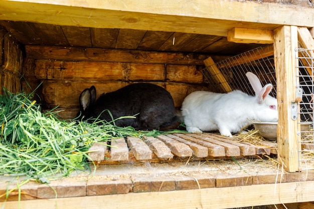 動物農場の納屋の牧場の背景にあるウサギの小屋で草を噛む小さな餌をやる白と黒のウサギ...