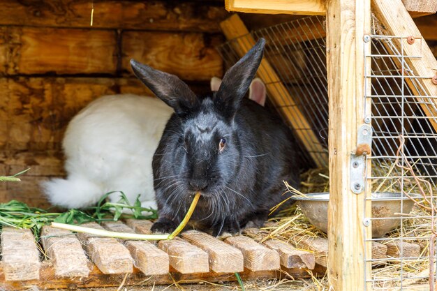 動物農場の納屋の牧場の背景にあるウサギの小屋で草を噛む小さな餌をやる白と黒のウサギ...