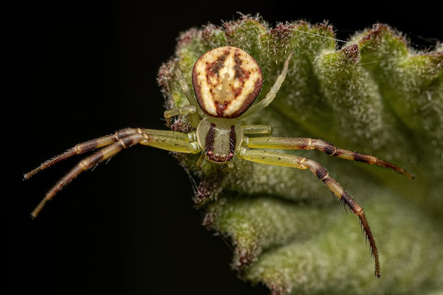 Small Female Crab Spider