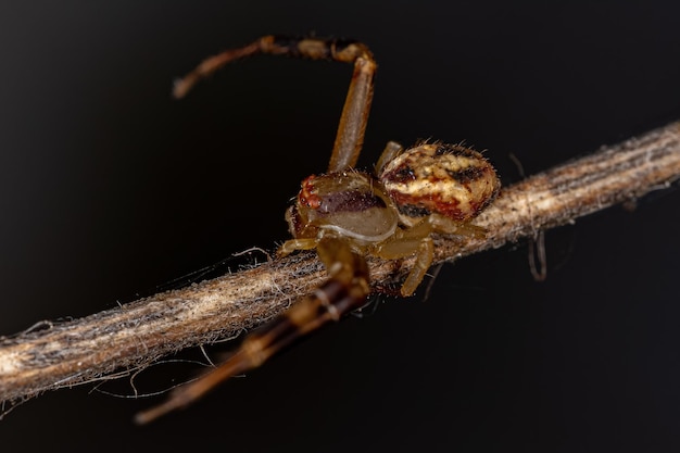 Small Female Crab Spider