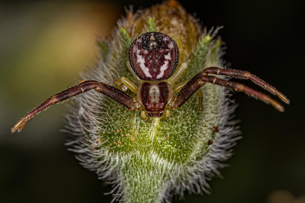 Small Female Crab Spider