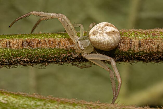 Small Female Crab Spider