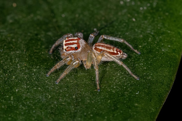 Small Female Jumping Spider