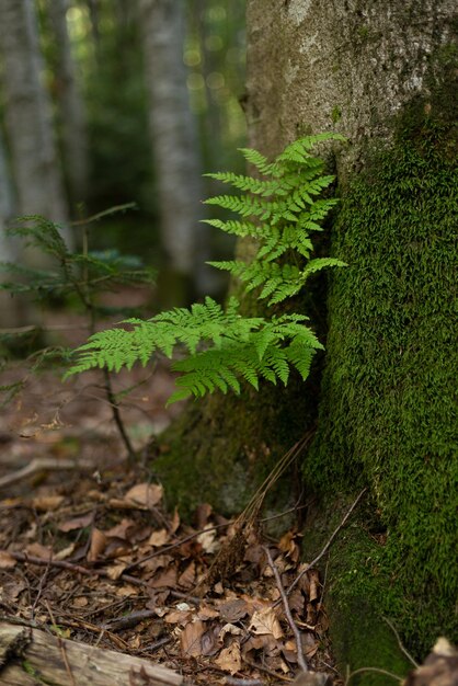 Photo a small fern bush in the forest