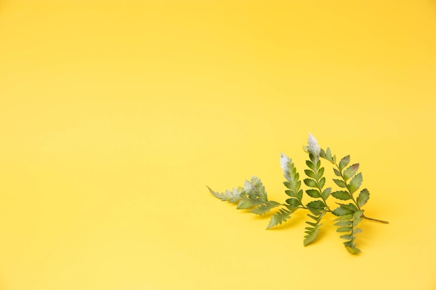 A small fern leaf lies in the corner on a yellow background