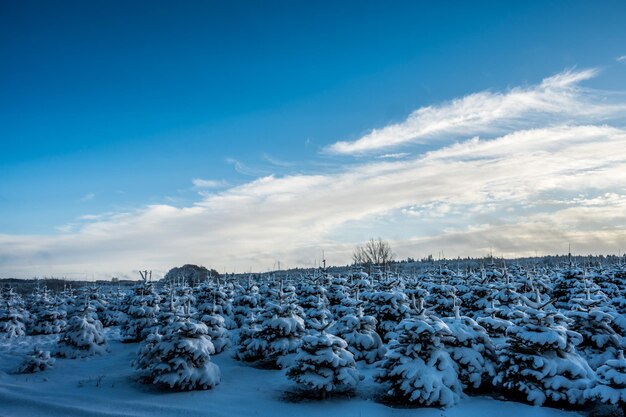 Small fir trees with snow