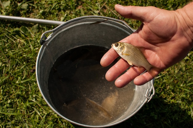A small fish caught on a fishing rod in his hand against the background of a metal bucket of water