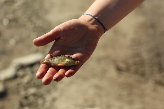 写真 手の中の小さな魚