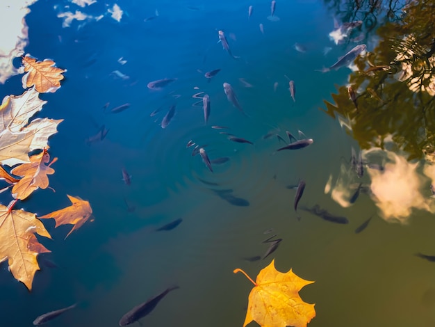 Фото Рыбка в осеннем пруду с желтыми кленовыми листьями концепция осени