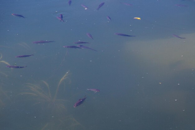 Small fish swim in blue water of the lake