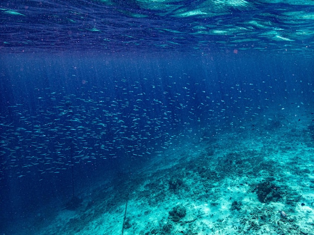 Фото Маленькие рыбки