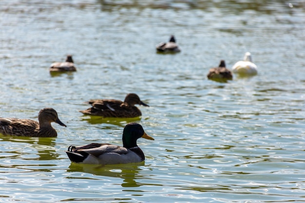 A small flock of wild ducks swim in a pond