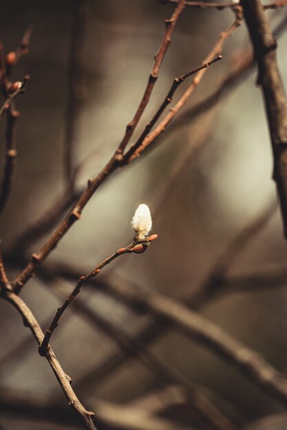 A small flower blooming on a tree with spring tones