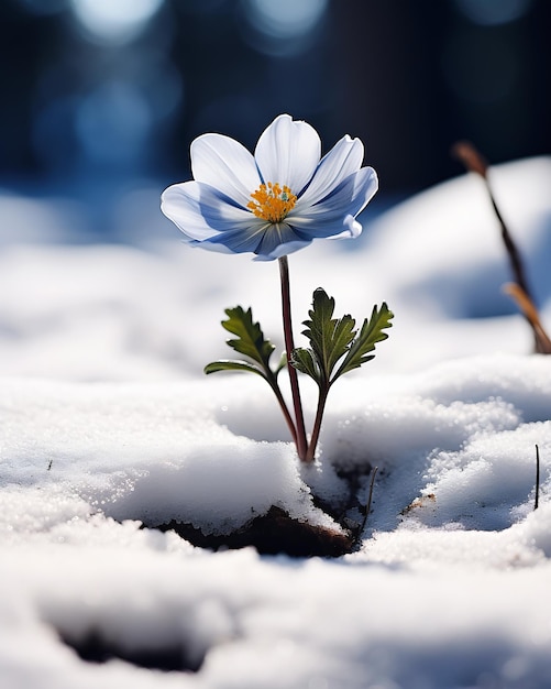 small flower growing out snow nature triumphantly cosmos root sun shining lonely sad border long
