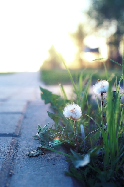 日没時に灰色の敷石を通して成長する小さな花