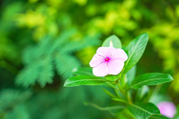 木の枝に小さな花