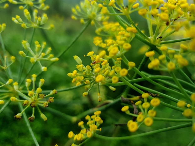 小さな花ヴィンテージ背景美しい自然調色春の自然デザイン太陽植物