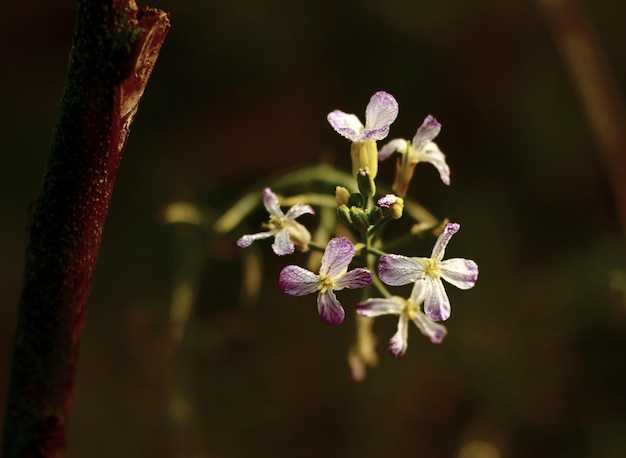 A small flower with a brown stem is in the background.