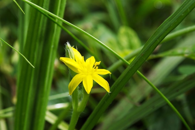 Small flower with petals and yellow center in the midst of green foliage