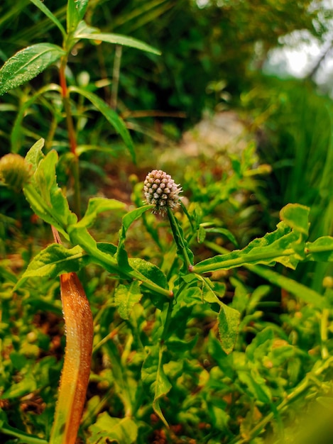 A small flower with a small white flower on it