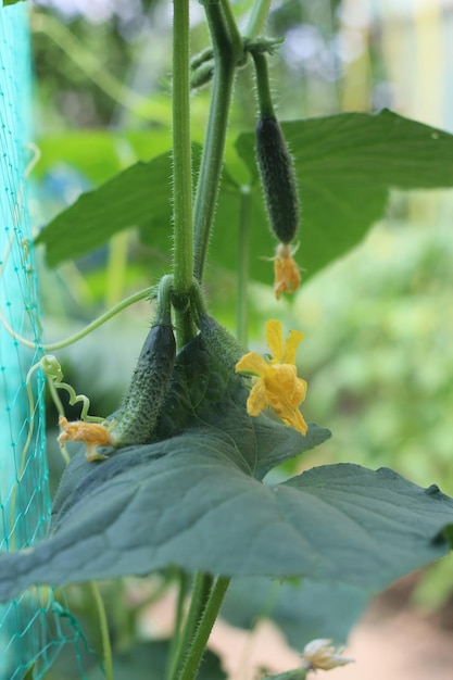 Small flowering cucumber fruit vegetable seedlings cucumber in a greenhouse on a grid