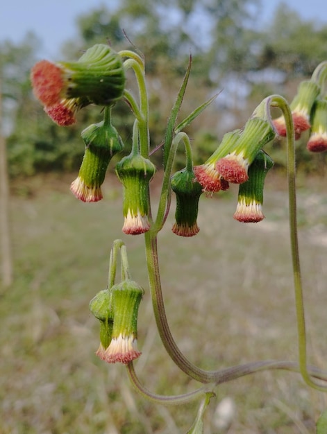 Photo small flowers are hanging on the flower tree