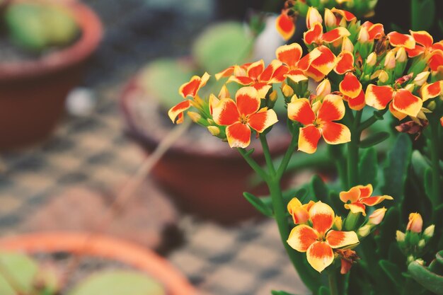 small flowers blooming in home garden pot