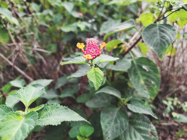 Photo small flowers and buds