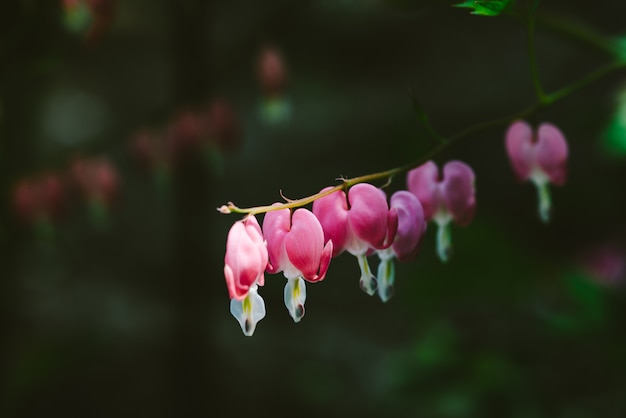 Small flowers of dicentra spectabilis on one branch against close up. 