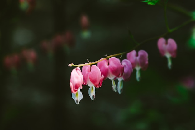 Малые цветки dicentra spectabilis на одной ветви против конца вверх.