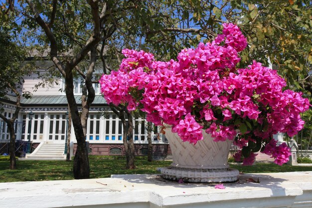 small flowers in full bloom